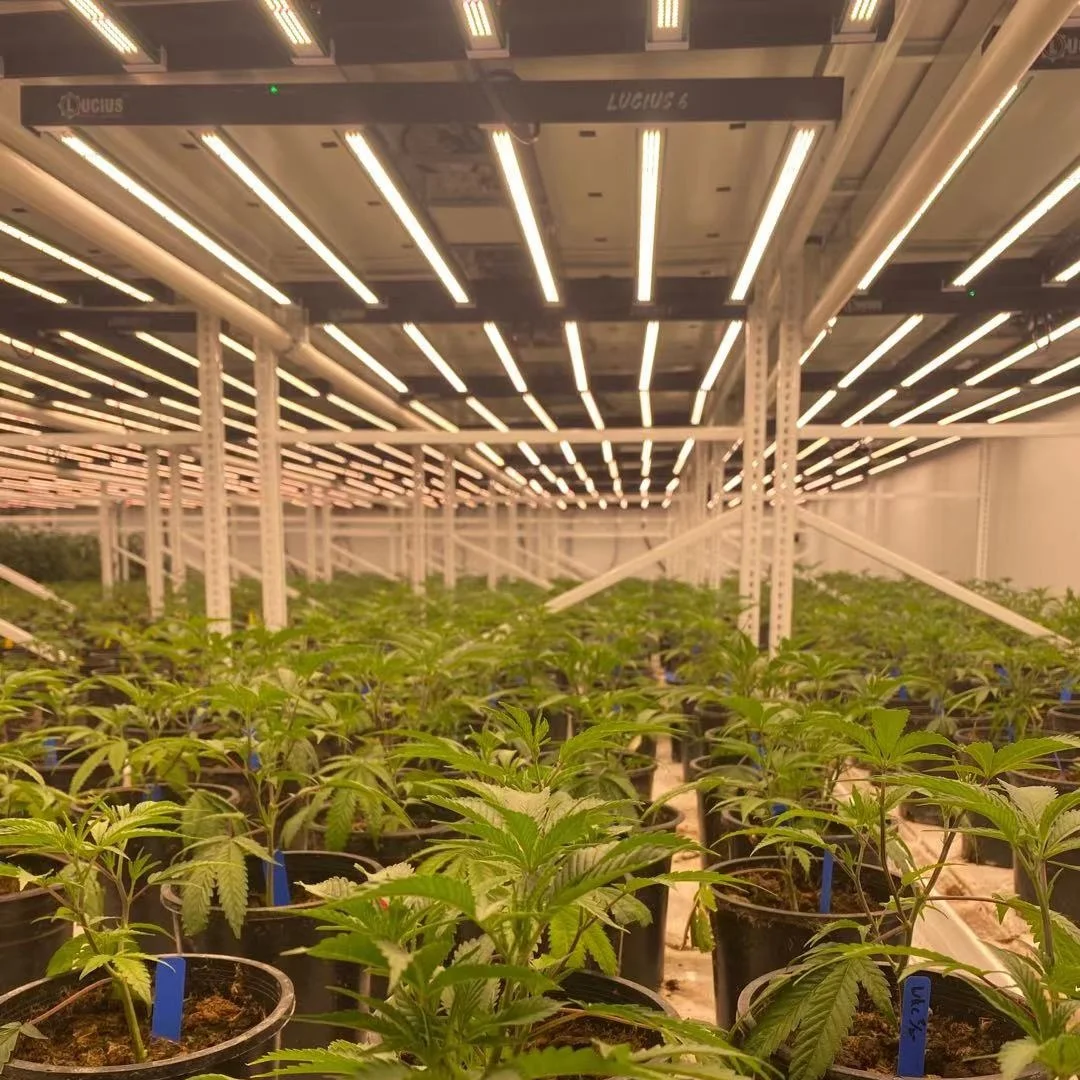 400W 600W 800W Plant Growth Light For Indoor Veg And Bloom With Ir 660nm Leds