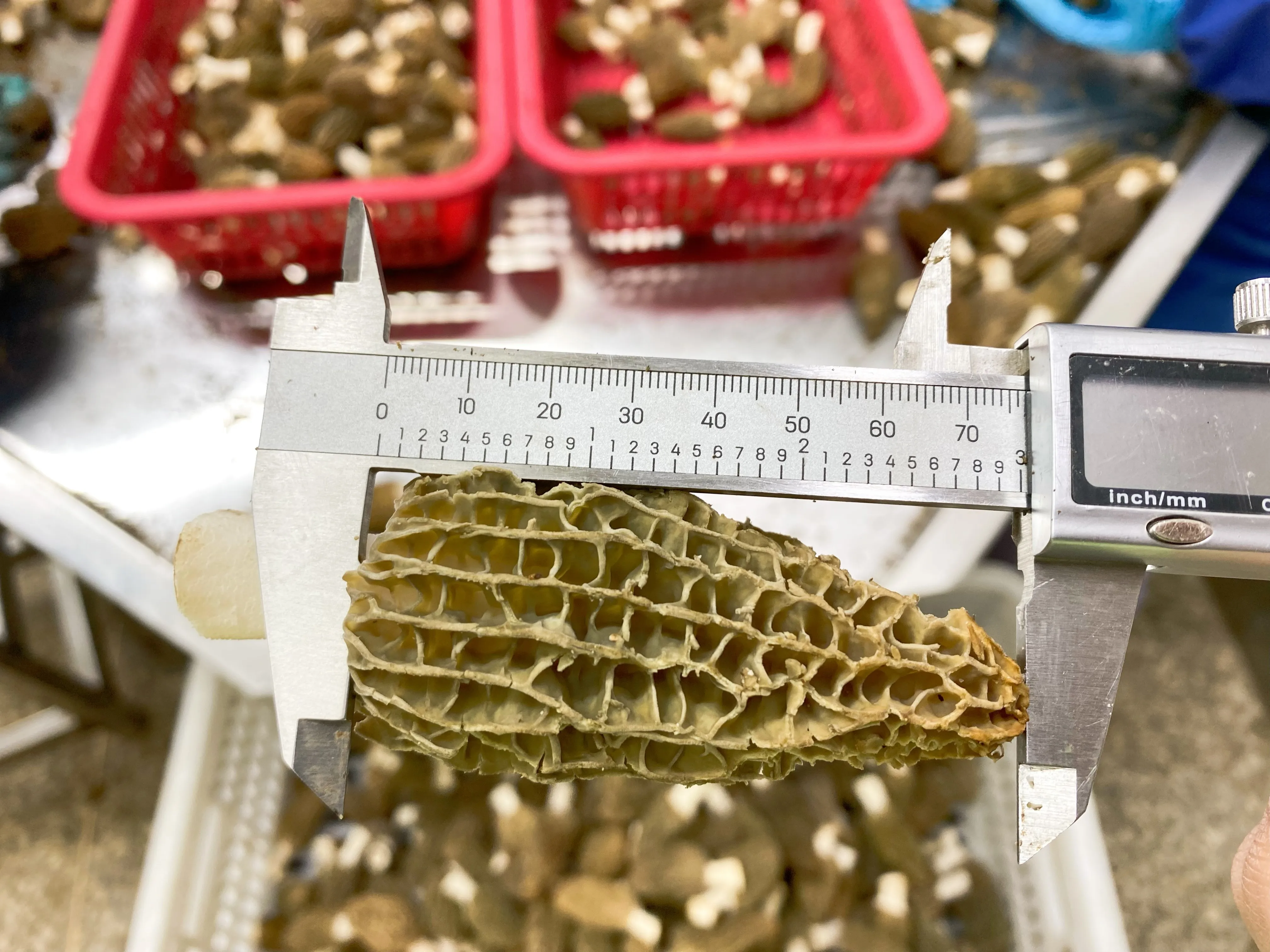 Detan Organic  Fresh Morel Mushroom  Hot Sale Mushroom