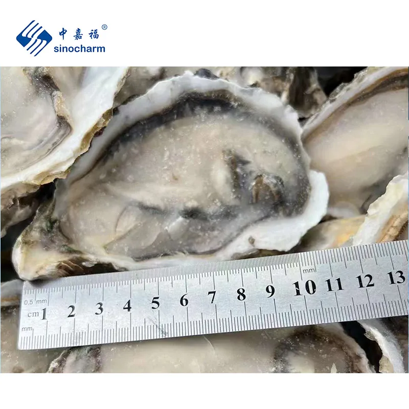 Sinocharm BRC одобрено 10-12 см замороженные морепродукты без песка IQF половинная оболочка Устрица замороженная