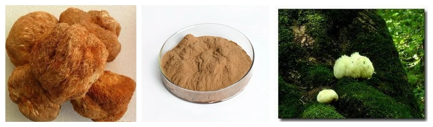 ISO Certified Manufacturer EU Organic Lion's Mane Mushroom Extract Powder
