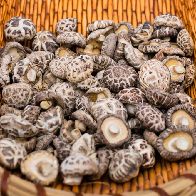 High quality dried shitake mushroom and organic dried mushroom for sale