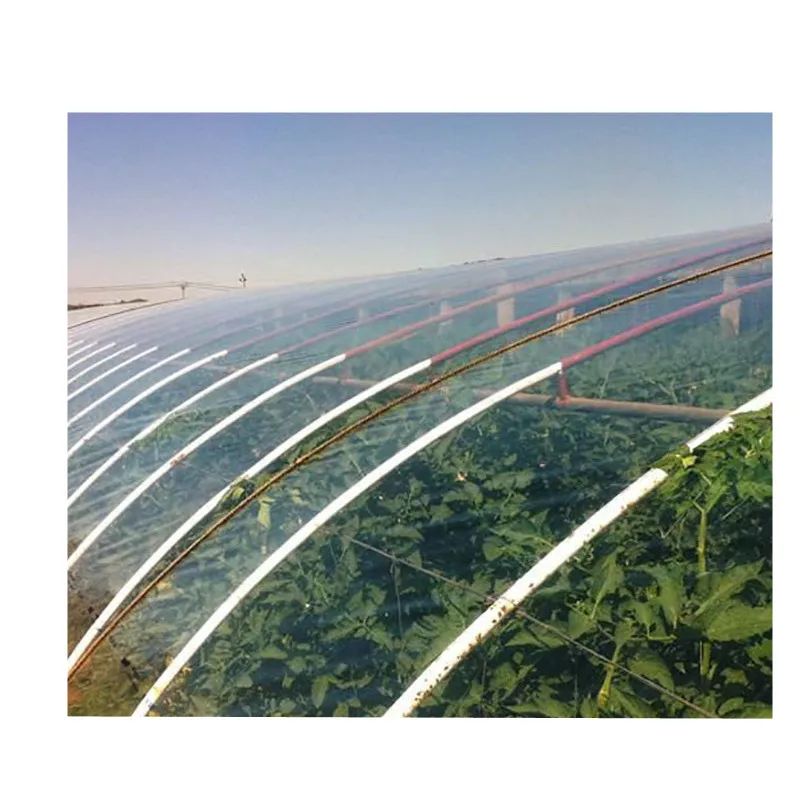 
Multi span Plastic Film Greenhouse Tomato Greenhouse and Strawberry Greenhouse  (62379823523)