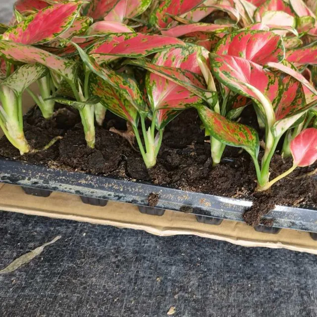 Wholesale factory plug seedlings aglaonema Rich Red South Korea other agricultural products