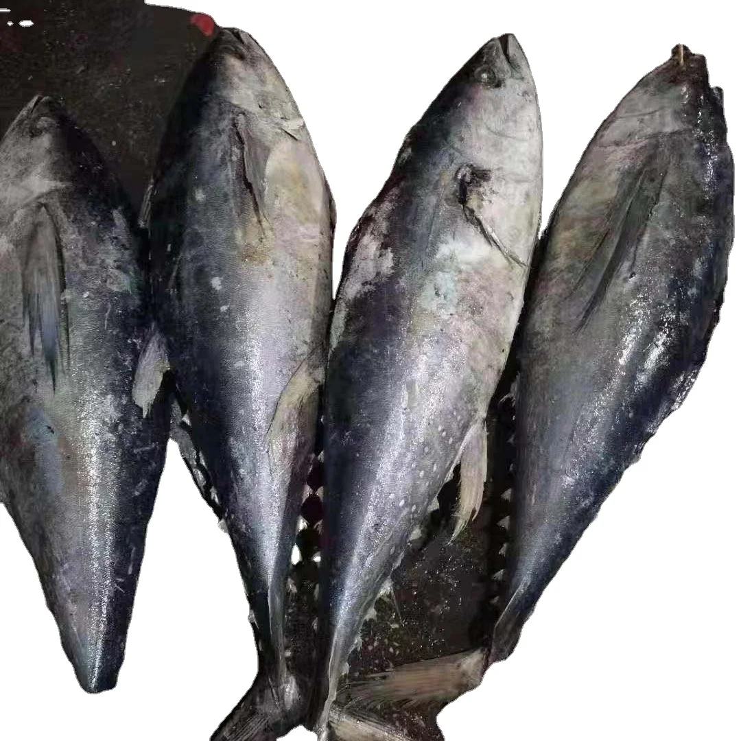 
Seafrozen Fresh Frozen Yellowfin tuna whole round for sale 