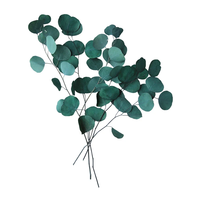 dried leaves and flowers real natural eucalyptus preserved flowers and plants dried flowers plants eucalyptus leaves for decor