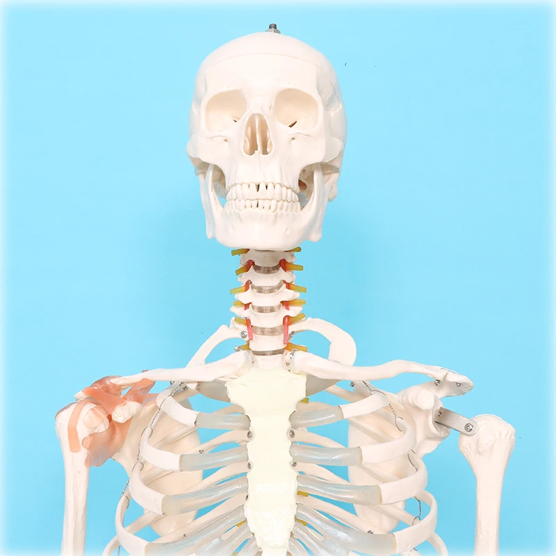 An adult skeleton model of joint collateral ligament