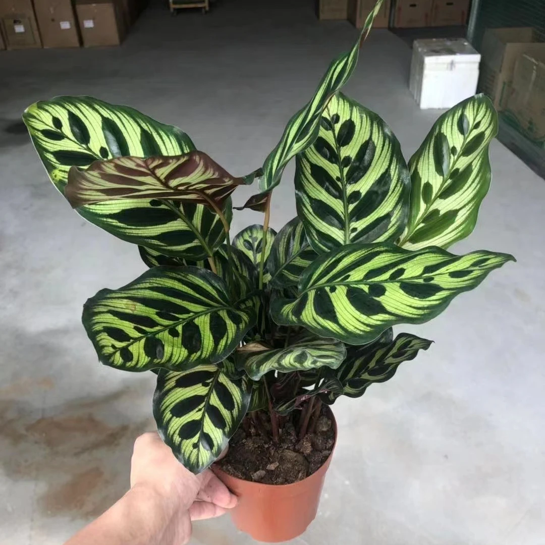  Оптовая продажа растения с калатеями Aglaonema живые комнатный бонсай деревянные