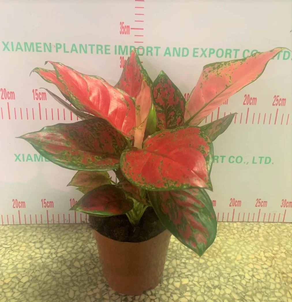 
Low price wholesale Aglaonema super red beauty ornamental live foliage woody plants real indoor bonsai 