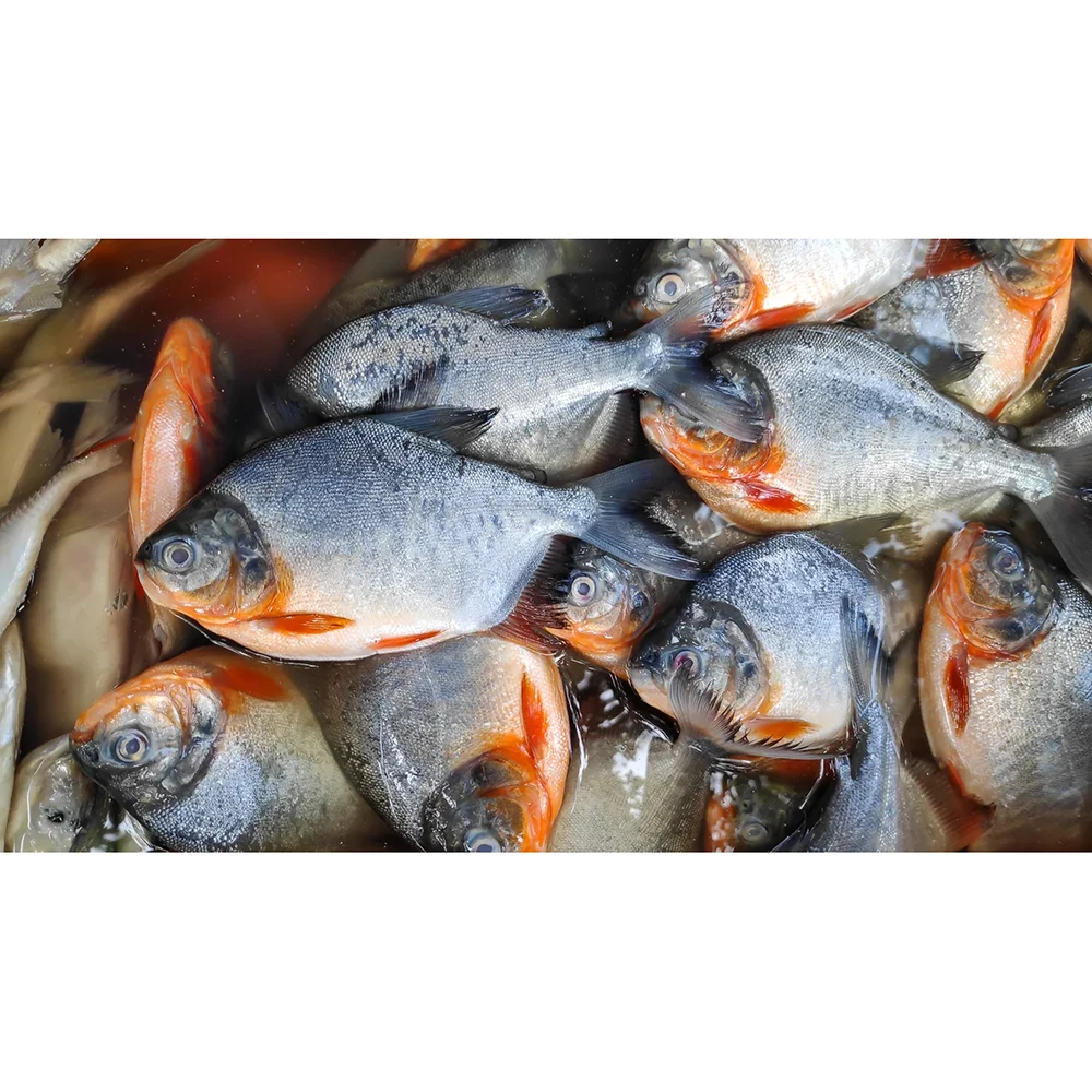 Red pacu frozen red pompano fish frozen pomfret fish frozen red pomfret fish