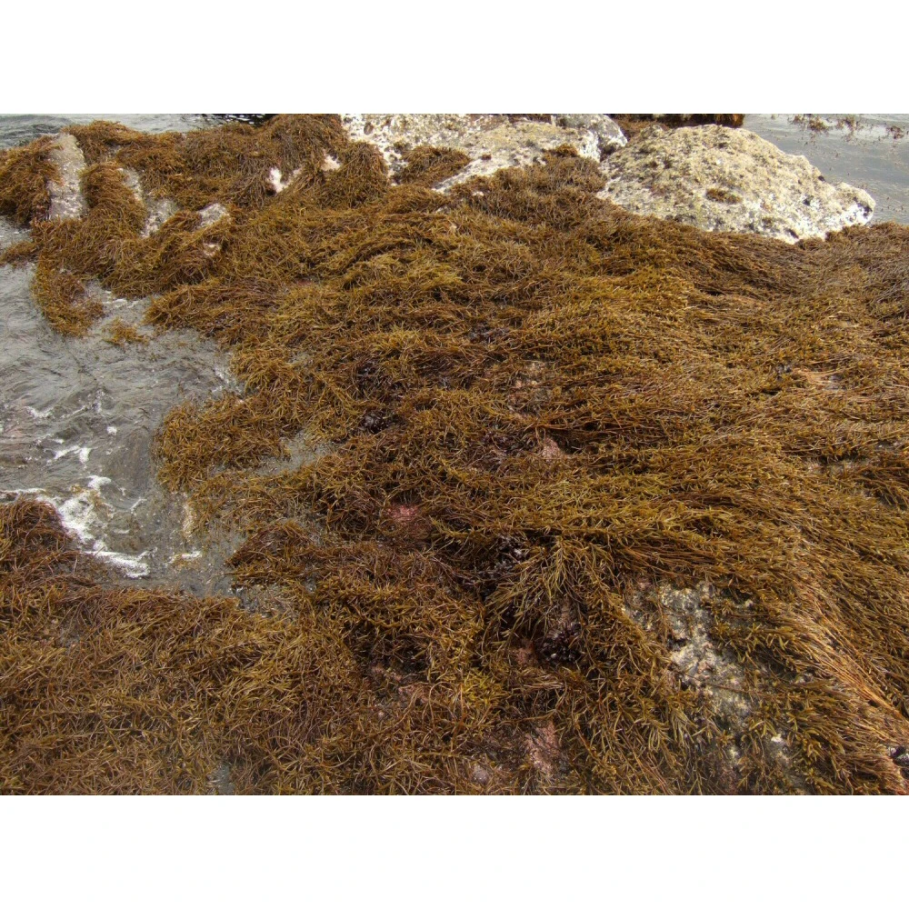
0.03kg Japan wholesale dried bulk hijiki seaweed for sale in bag 