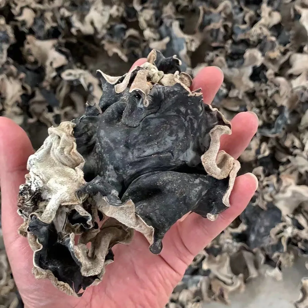 
Black Fungus Dried White Back Fungus with Competitive Price 
