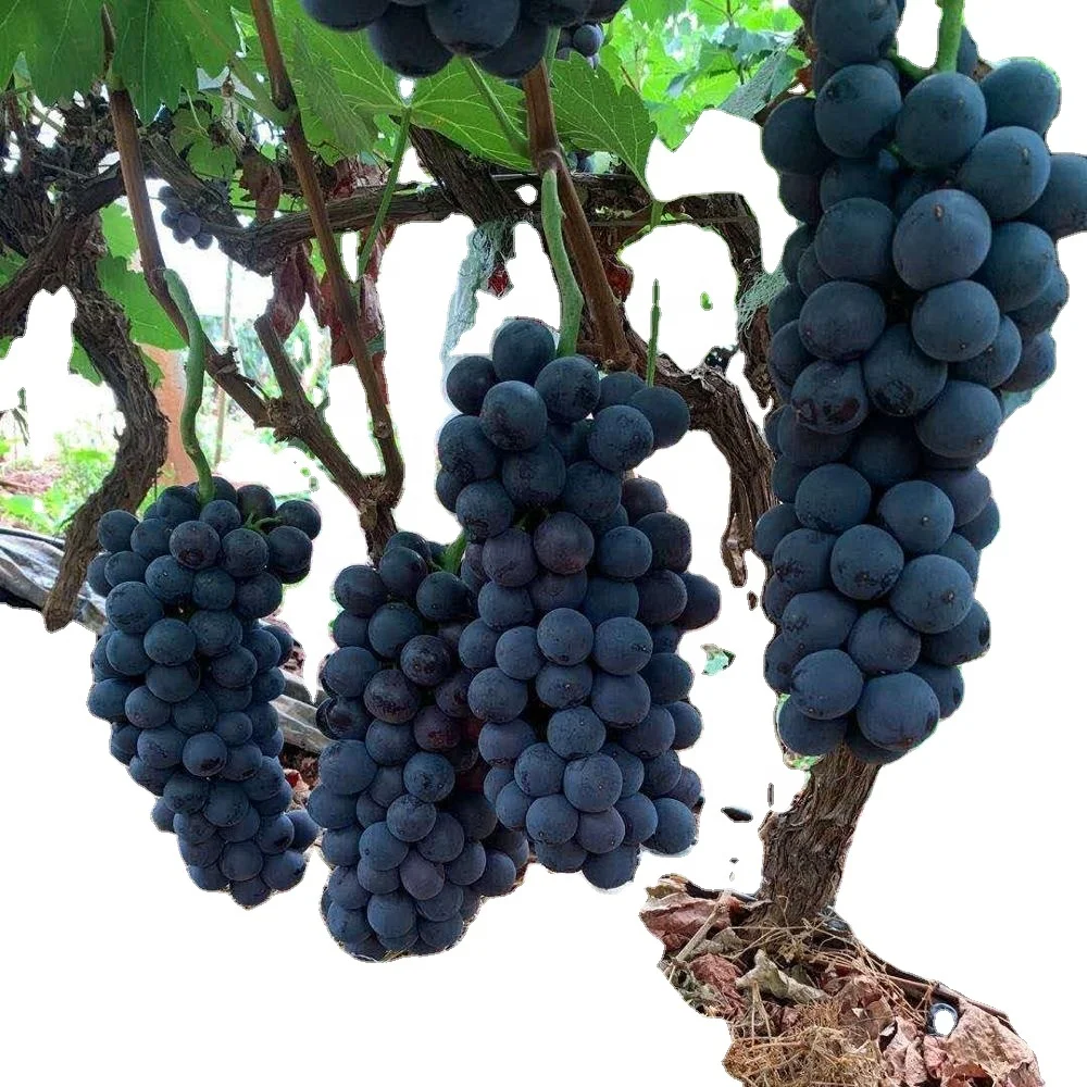 Fresh black grape with juicy sweet taste