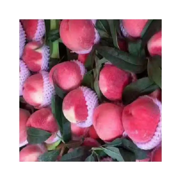 Самые популярные персиковые сладкие фрукты, большая форма, сладкие свежие печи Cangfang