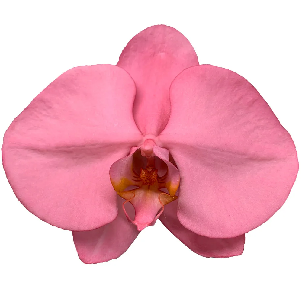 Manufacturers Provide Taiwan Orchids Fresh Cut Flowers Christmas Red