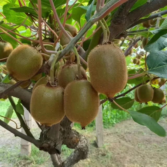 High Quality Premium Fresh Green Kiwifruit Sweet And Strong kiwi Fruit