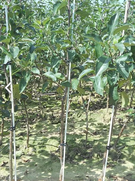 Red Color FRP Fiberglass Garden Plant Support Stakes