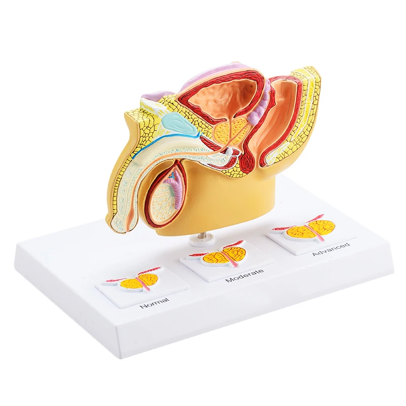 Medical model human urinary reproductive system of males anatomie pelvis with genital model