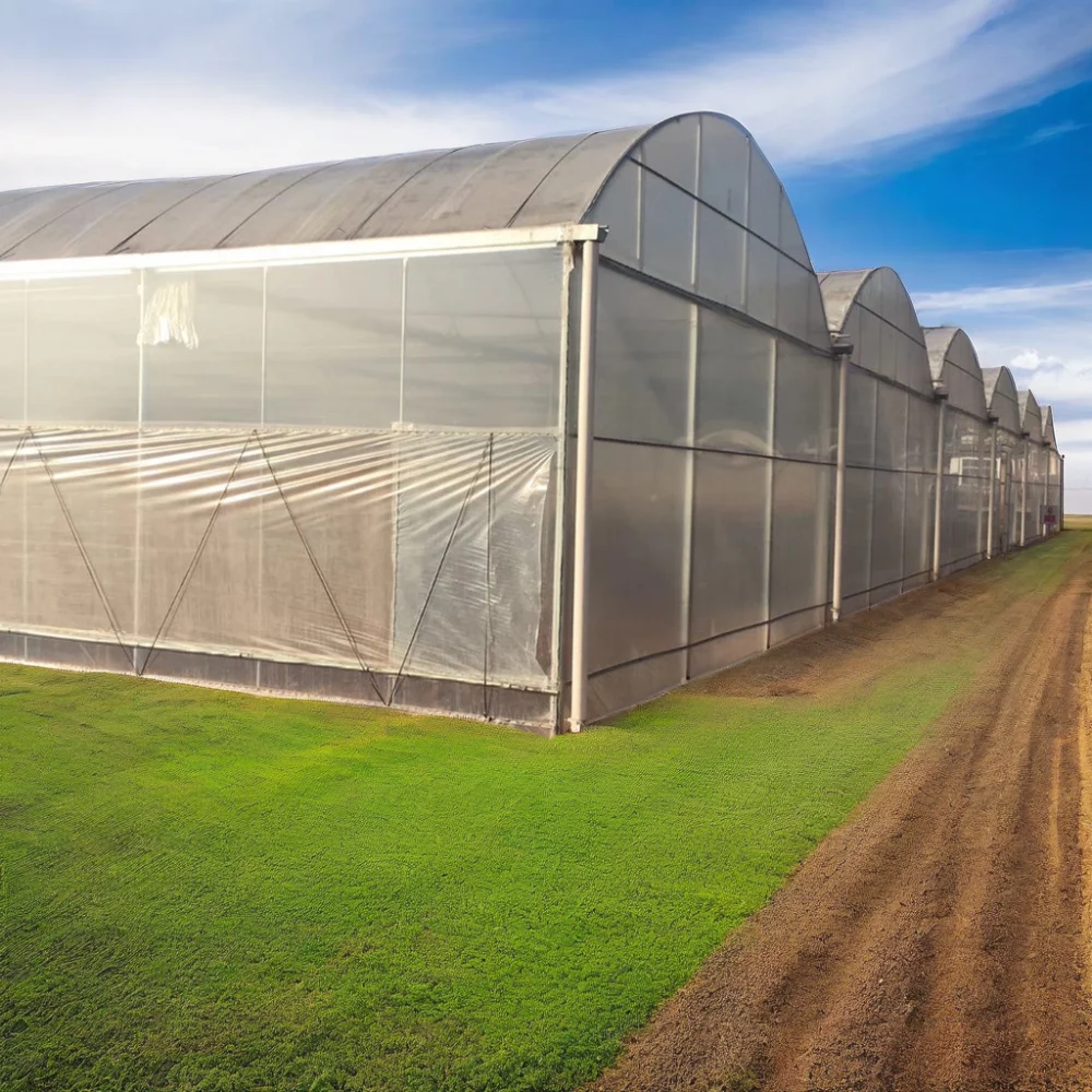 Galvanized Steel Frame  Multi-span PE Film Greenhouse For Agriculture Low Cost Tunnel greenhouse For Flowers plant