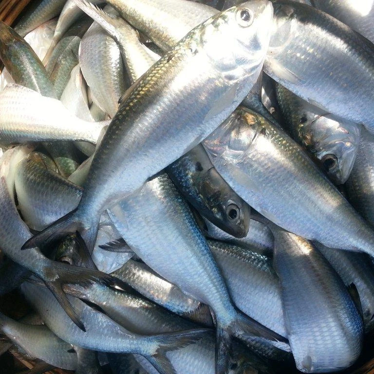 Замороженная рыба Hilsa недорогая в горошек садок Бонито Whatsapp 0084