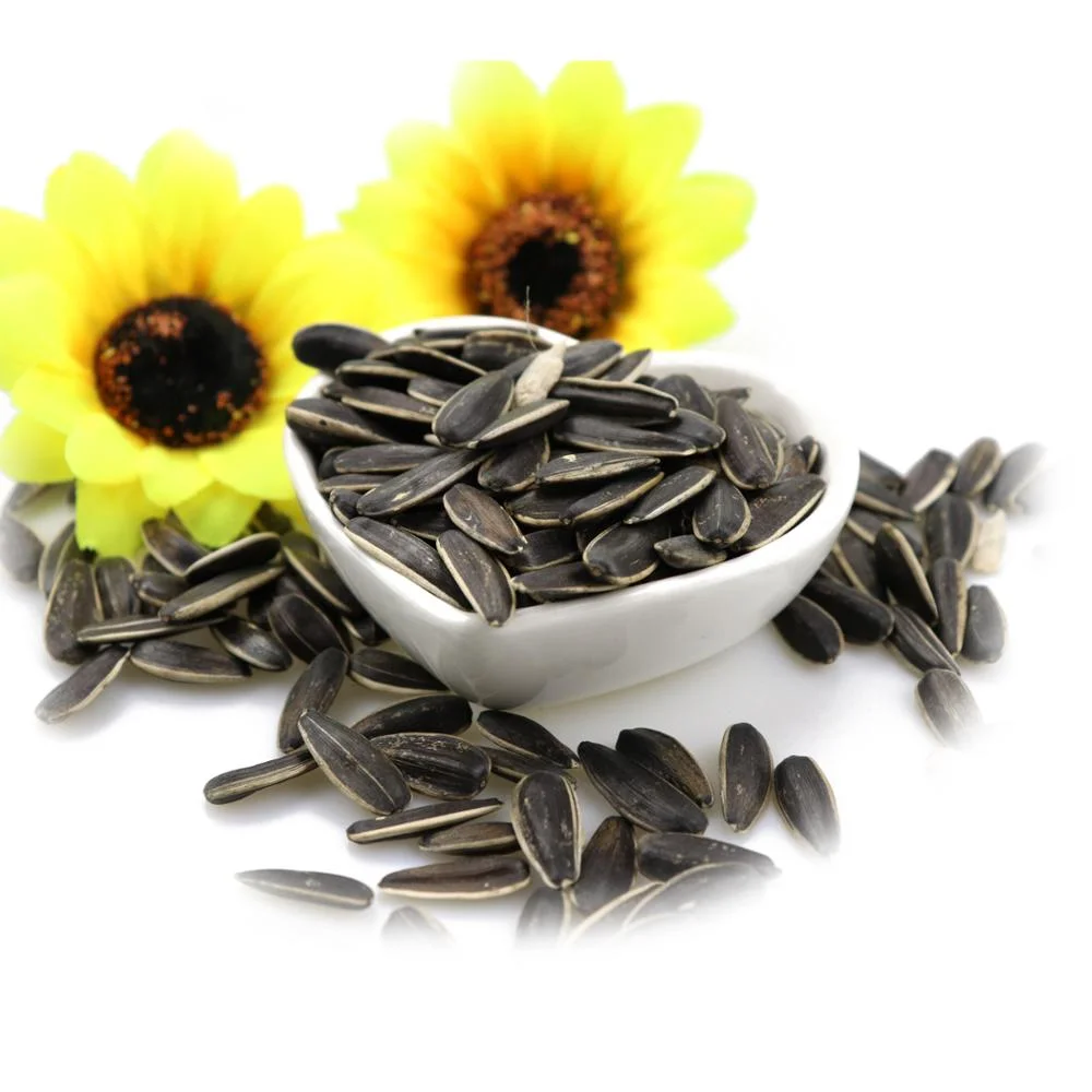 New big size black sunflower seeds sunflower seeds from uzbekistan