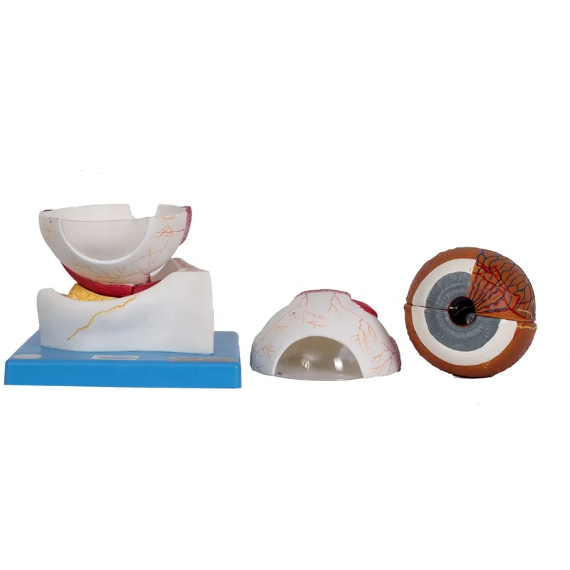 GD/A17103 Eye model Eyeball Structure Anatomical Model with 7 Parts