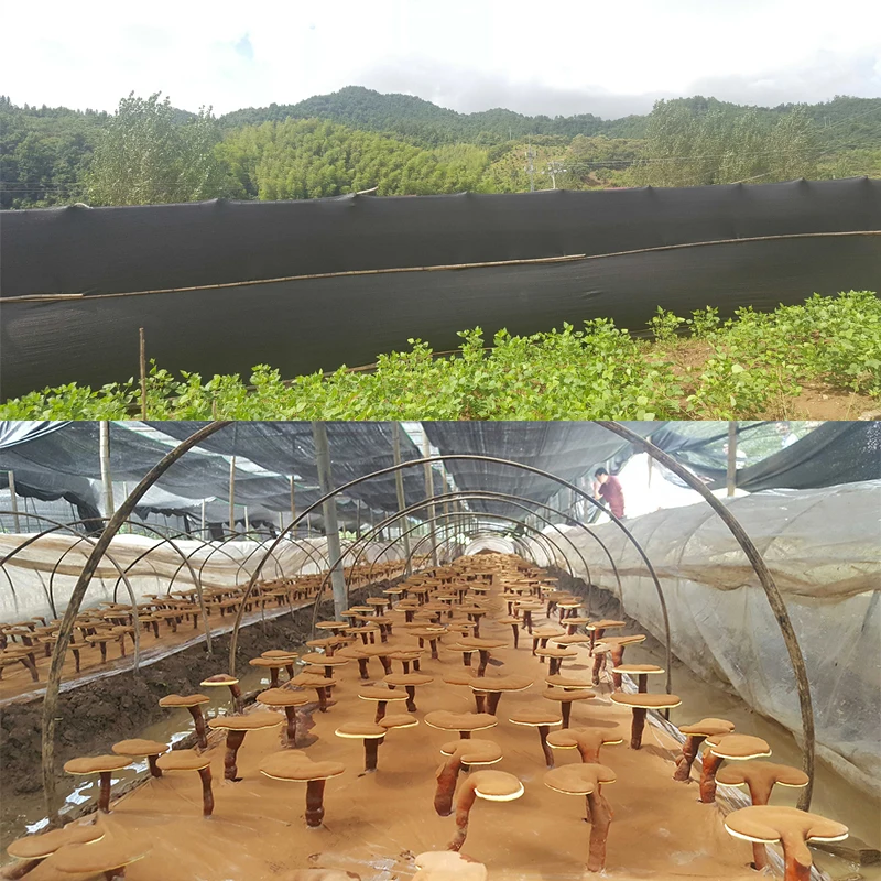 
2019 Qinshantang Hot Selling Anticancer Spore Powder 