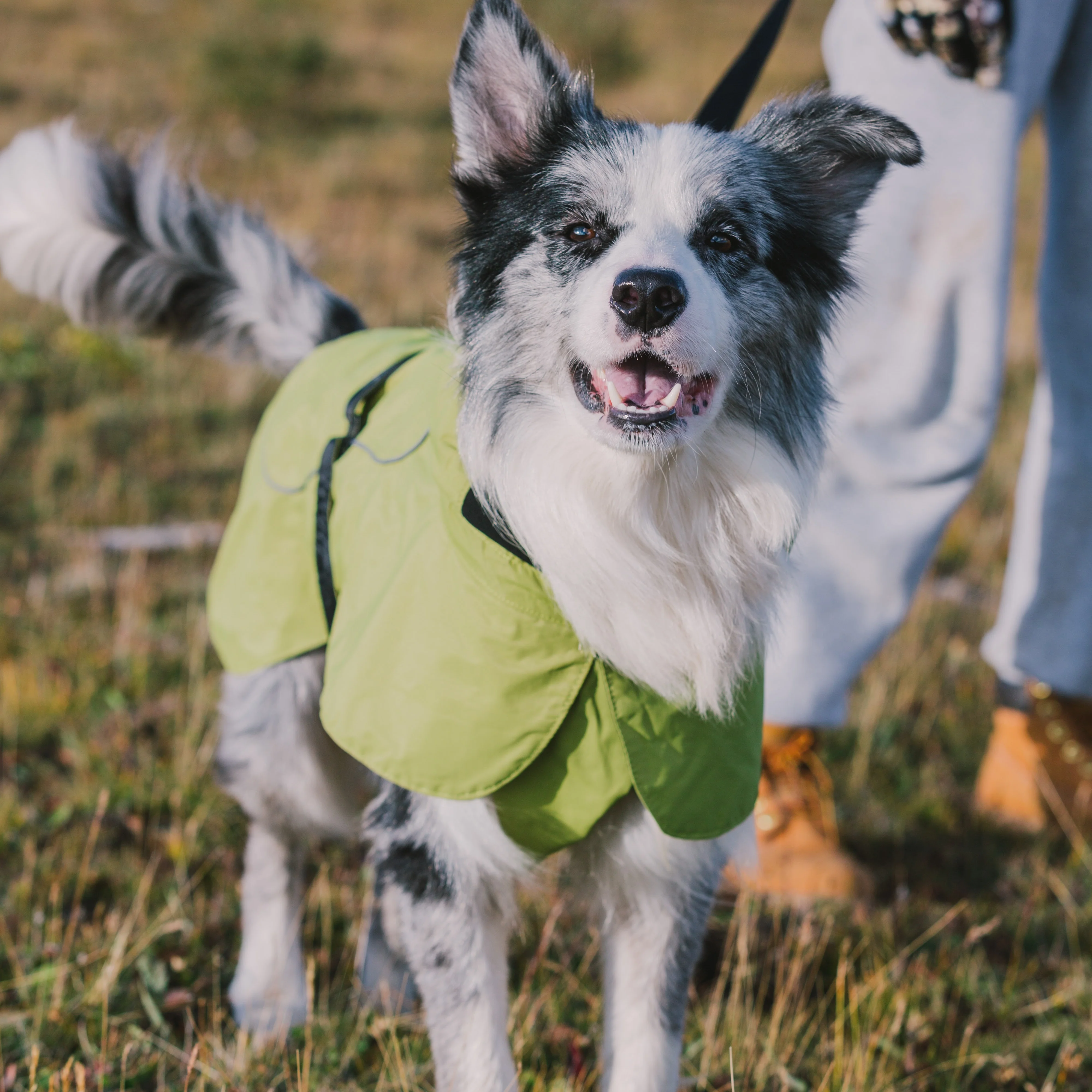 BlackDoggy CB Одежда для собак летняя дождевая куртка домашних животных одежда Greyhound дождевик