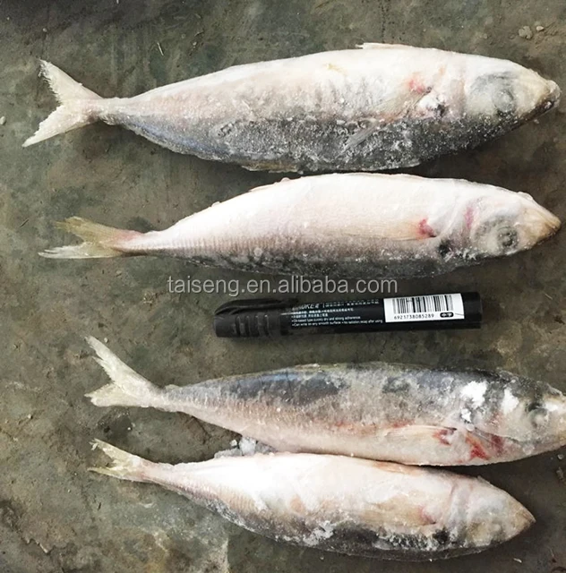 Высокое качество, IQF, круглая скумбрия, 80-100 шт. в коробке