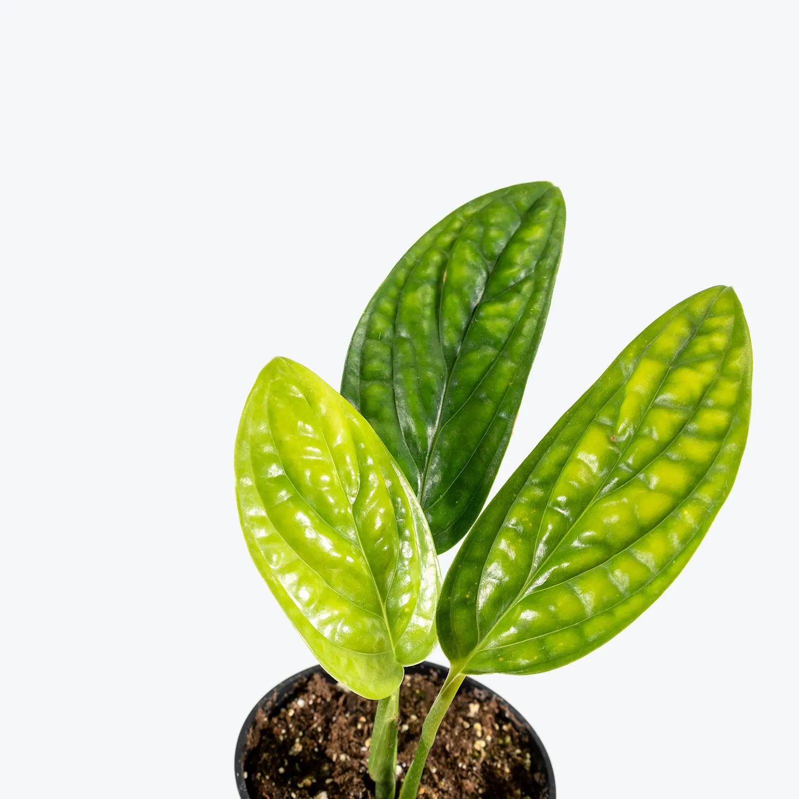  Высшая редкая монстера Перу также известная как Monstera karstenianum sp бонсай живое растение для любителей