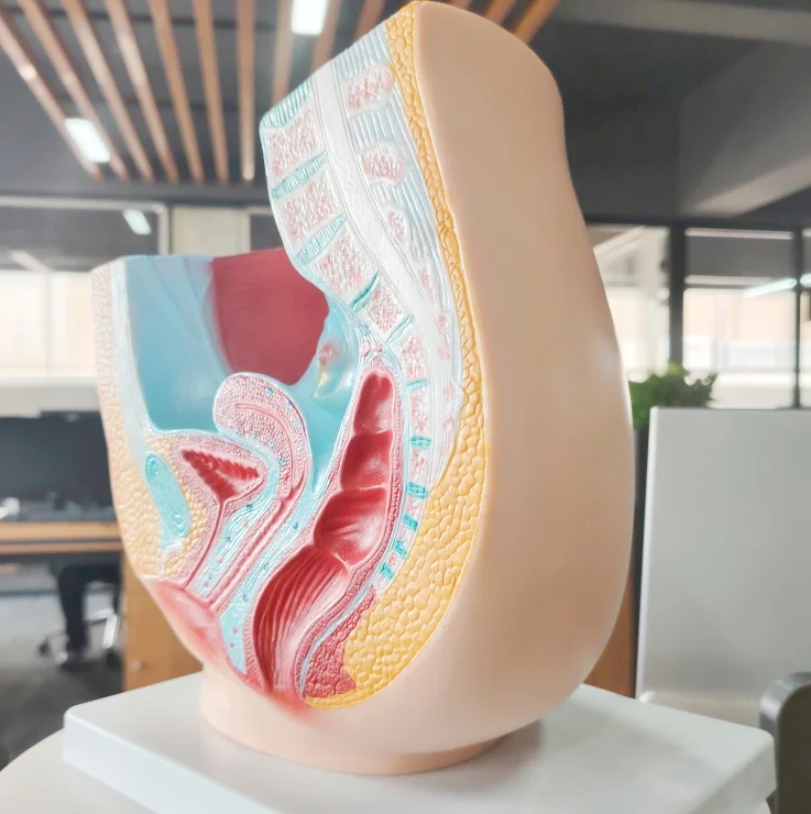 DARHMMY Female Human Sagittal Pelvic Anatomical Model with 2 Parts for Medical Science