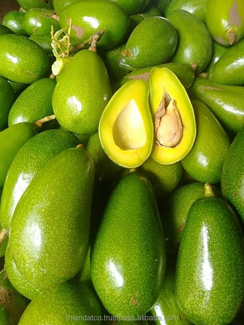 
HIGH QUALITY NEWEST CROP FRESH AVOCADO DAKLAK VARIETY 