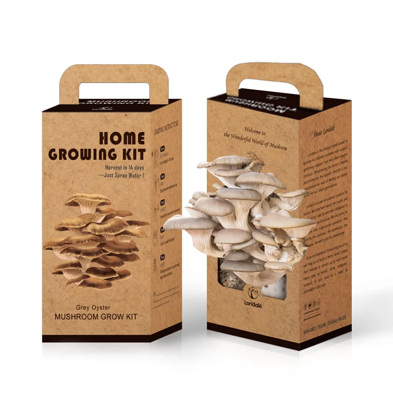 Organic Oyster Mushroom grow kit anti aging bottom price mushroom seeds Mushroom Growing Kit (1600835998741)