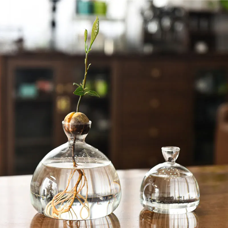 Glass Avocado Propagation Vase Clear Avocados Hyacinths Walnuts Vase Bulb blown glass vase for home