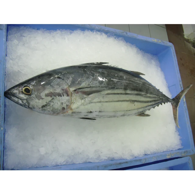 Fresh Style Price Whole Fresh Skipjack Tuna For Sale