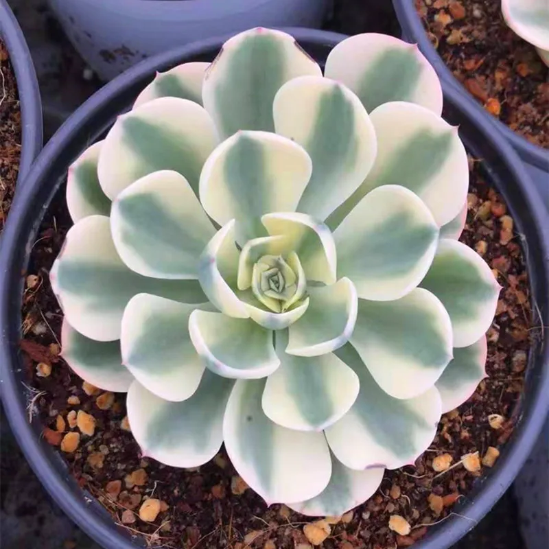 
Live Succulent Plants Wholesale Echeveria Lenore Dean Varieagated 
