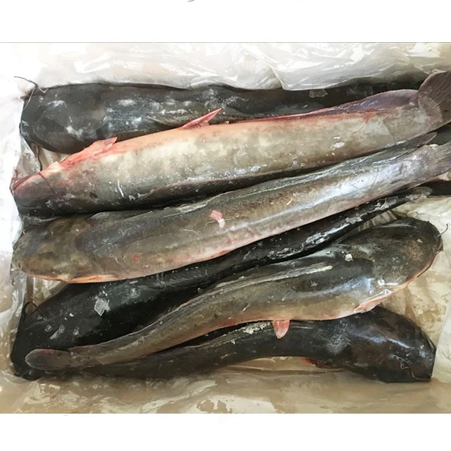 Guangzhoou Black Bullhead Chinese Farm Frozen Live Catfish WholeSale Price For African markets