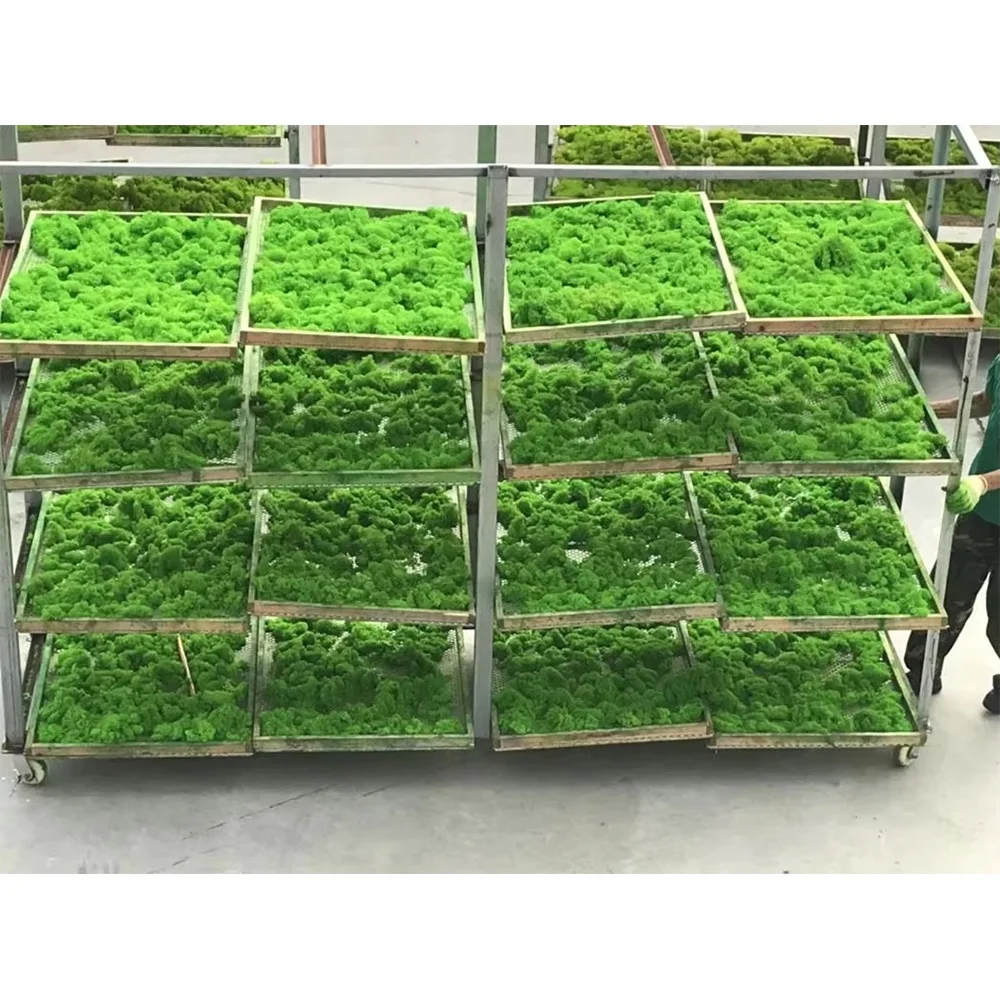 wholesale preserved moss wall preserved lichen moss reindeer real natural preserved moss for DIY home decoration