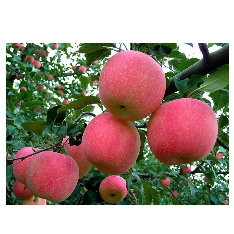 
Have Grafted Apple Seedlings / China Apple Fruit Tree Seeds 