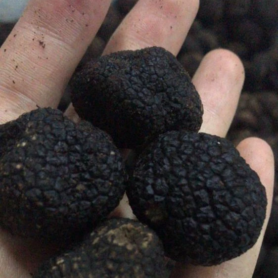 
Detan Forest Perigord Black Winter Truffle Tuber Indicium 