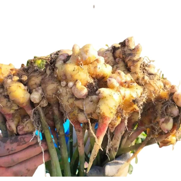 Manufacturer Supplier Multi Purpose Vegetables White Fresh Semence Ginger