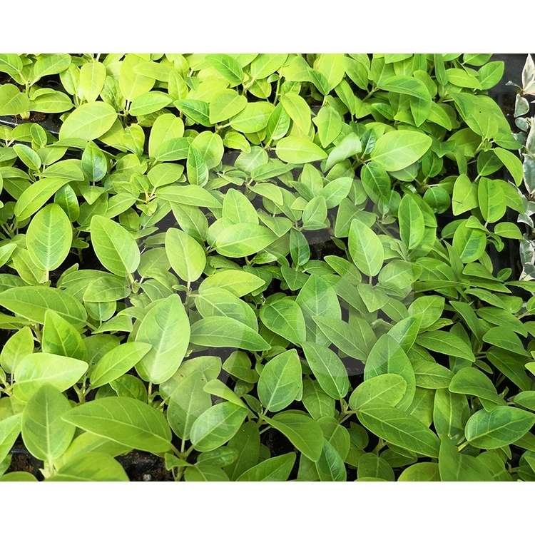  Китайский производитель натуральное растение Ficus altissima cv.Variegata