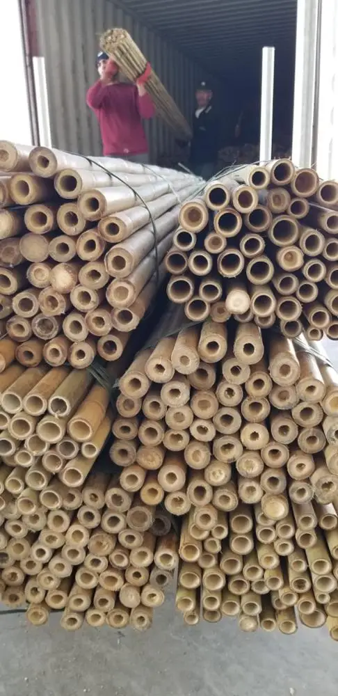 
Fast Shipping-BAMBOO POLES 300 CM (10FT) FOR ORNAMENTAL PLANTS 