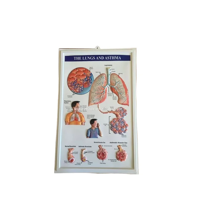 V-GF019 Promotional 3d digestive system anatomy wall chart/poster