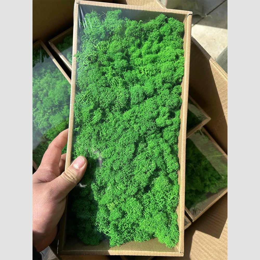 wholesale preserved moss wall preserved lichen moss reindeer real natural preserved moss for DIY home decoration