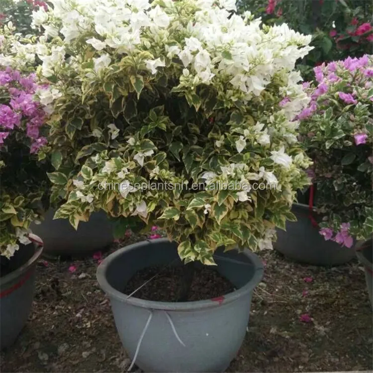 
Bougainvillea Bonsai Living Plants 
