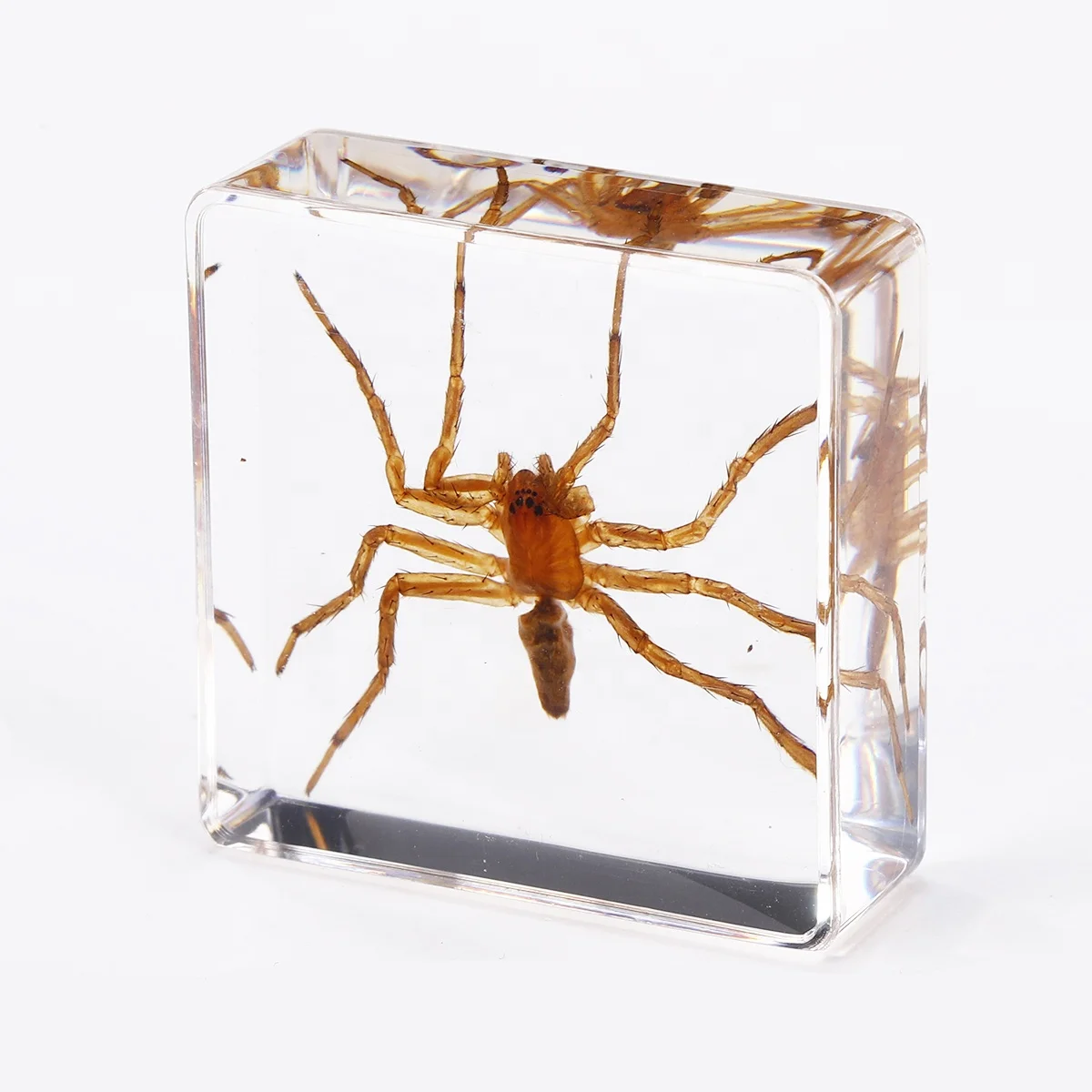 Education Toys Real Bugs in Resin Discovery Kits for kids collection sets resin insect paperweights bugs in resin Early Toys