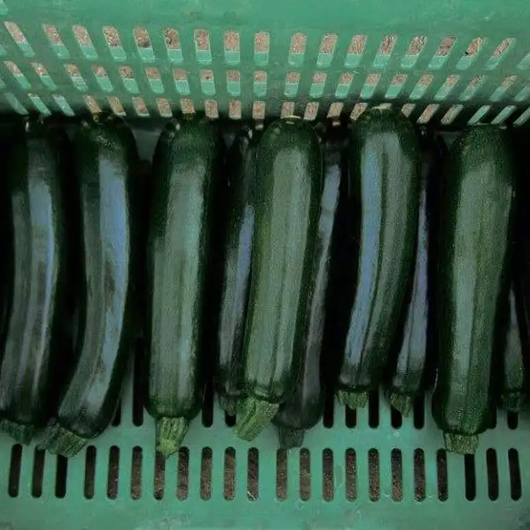 CNUS 805 F1 Hybrid F1 Dark Green Zucchini Type Squash Seeds