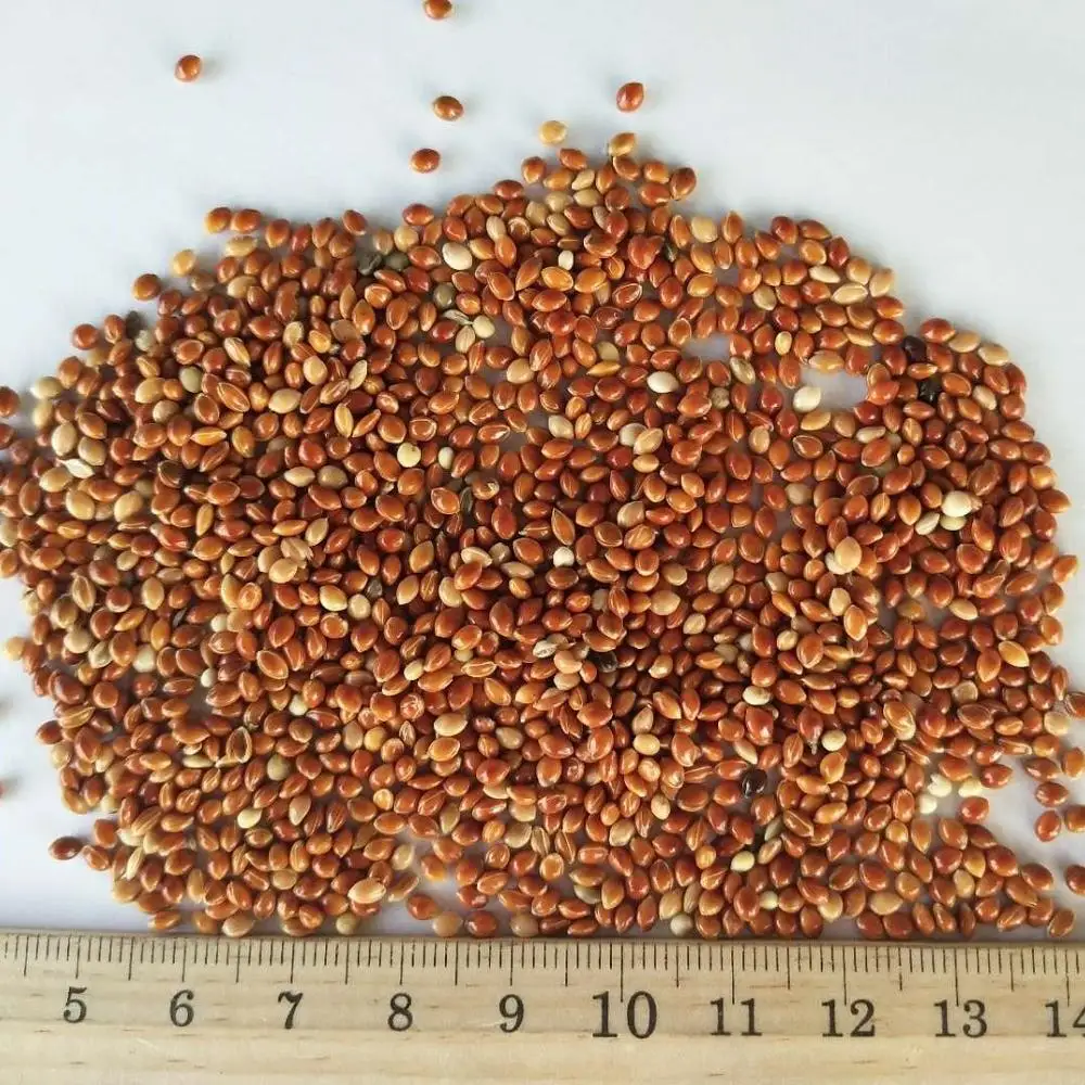 
 2021 Урожай белого, красного, черного, желтого, клейкого проса для корма птиц  