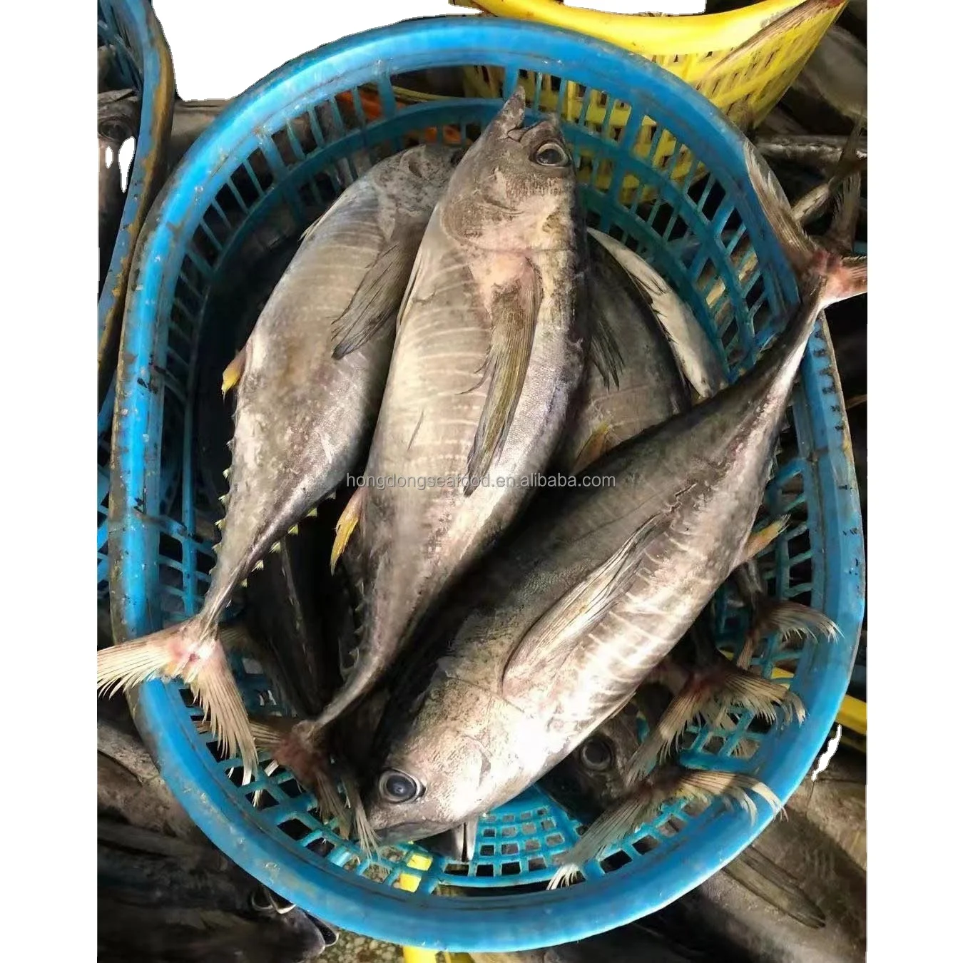 
high quality Seafrozen Fresh Frozen Yellowfin tuna whole round for sale 