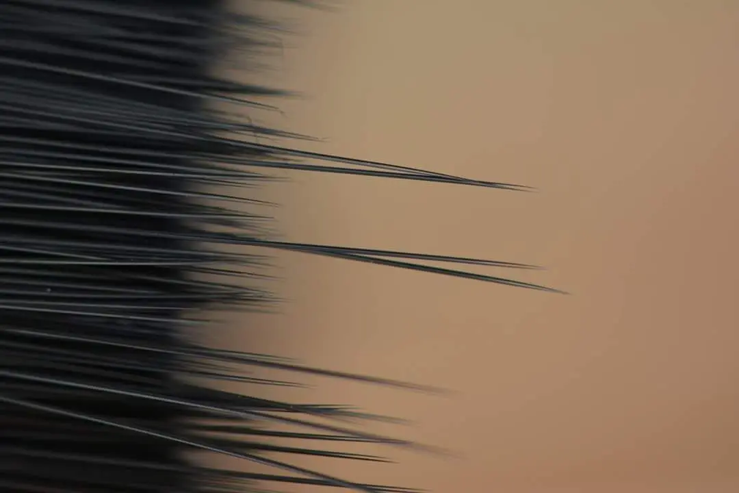 Korean PBT Custom Soft Filament For Eyelash Extension OEM/ODM Eyelash PBT Filament Raw Material Manufacture